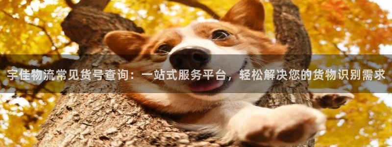 自行车豪门国际是什么意思：宇佳物流常